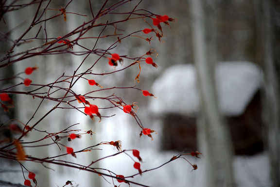 Photograph by Brenda Yamen